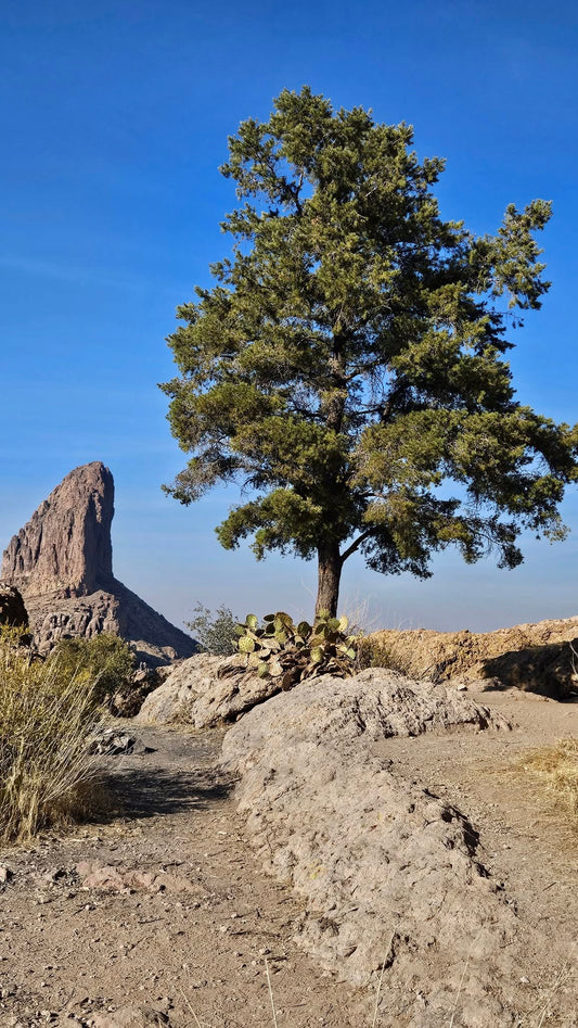 Lone Tree with Weaver's Needle in the background at the end of the Peralta Trail in the Superstition Mountains